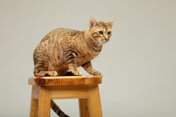 Obraz premium Animal, cat, pet concept. Serengeti cat on a grey background.