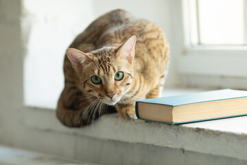 A cute Serengeti cat lies on the windowsill.