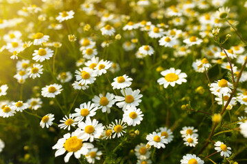 Summer nature background with daisies and sunlight, banner for website