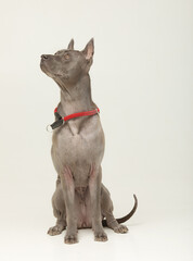 Thai Ridgeback dog stand in front of grey background.