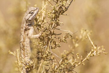Western Fence Lizard climbing on California Sagebrush