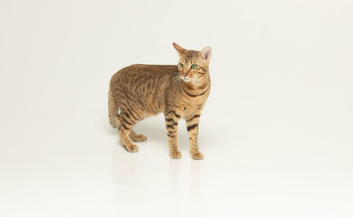 Animal, cat, pet concept. Serengeti cat on a grey background.