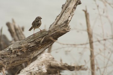 Song Sparrow