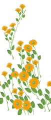 flower design pattern with white background