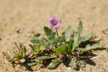 Stork's-bill