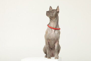 Thai Ridgeback dog stand in front of grey background.