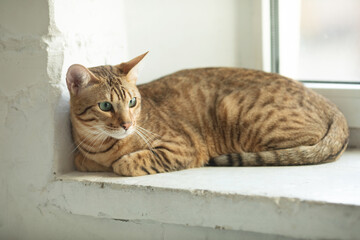 A cute Serengeti cat lies on the windowsill.