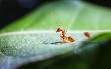 Red ant on green leaves on a natural background