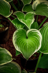 Hosta Leaf
