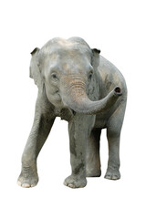 Obraz premium Elephant isolated on white background. Elephants are the largest land mammals on earth and have distinctly massive bodies, large ears, and long trunks.