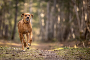 large brown dog running in the park