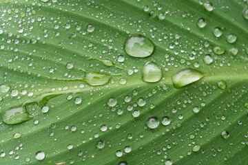 Green leaf with several drops of rainwater.