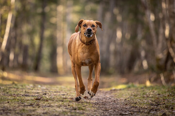 Large brown dog running in the forest