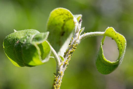 Ant and aphids on young stem of apple tree. Macro photo.