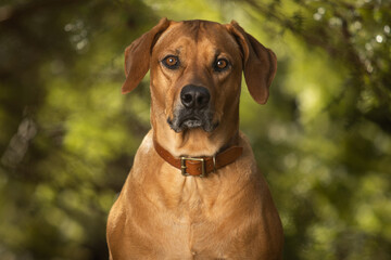 Portrait of brown Rhodesian Ridgeback dog in the forest