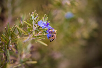 Rosemary Honeybee
