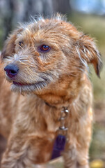 brown dog mestizo terrier at animal shelter