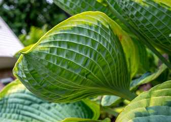 Hosta Leaf