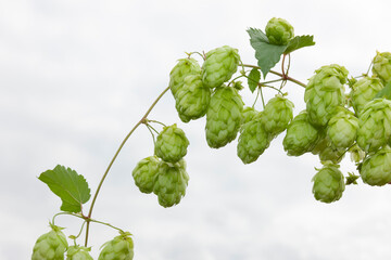 Hopfenranke vor weissem Hintergrund
