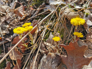 Gelb blühender Huflattich (Tussilago farfara) im Frühling, Heilkraut, Tee