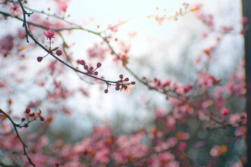 Pink cherry blossoming in spring