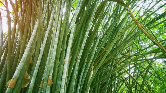 Thickets of green bamboo at Royal Botanic Gardens. Sri Lanka