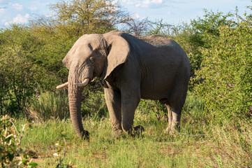 elephant in the wild