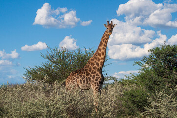 Fototapeta premium giraffe in the savannah
