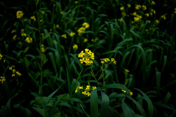 Obraz na płótnie Canvas Mustard flower in a field