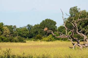 Monkey on the outlook