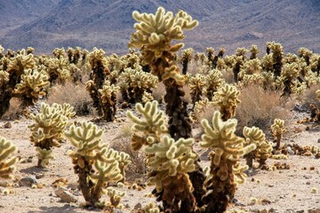 Cholla Cactus (Cylindropuntia) Garden in the Joshua Tree National Park