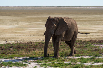 Obraz premium african elephant bull in Namibia