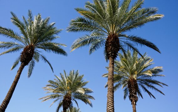 Date palm trees against blue sky