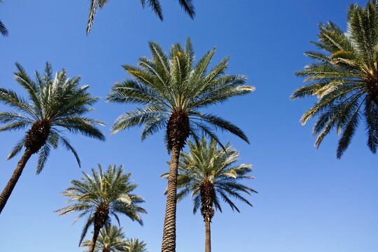 Date palm trees against blue sky