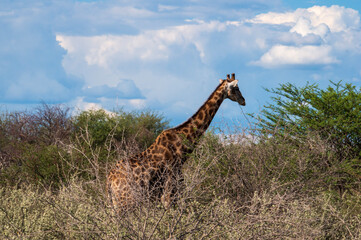 giraffe in the bush