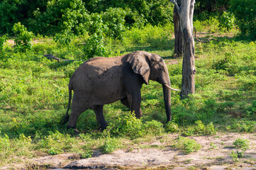 elephant in the wild