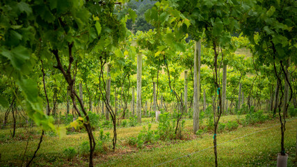Grape Rows