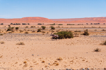 Oryx in Namibia