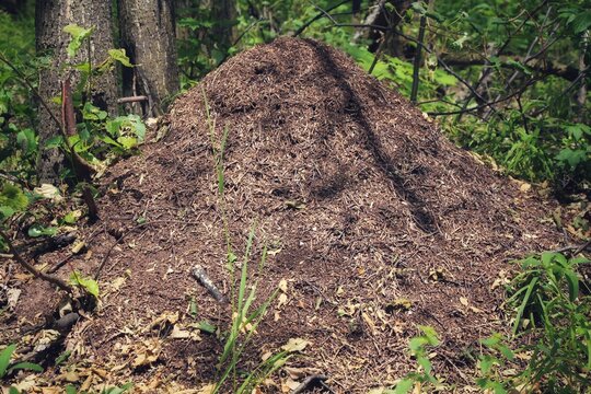 Large anthill on forest clearing detail Red wood ant. A huge brown anthill in a green forest. Ant house.