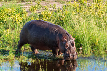 hippopotamus in water