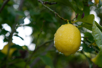 Lemon on a tree in the rain