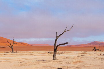 Fototapeta na wymiar tree in the desert sossusvlei