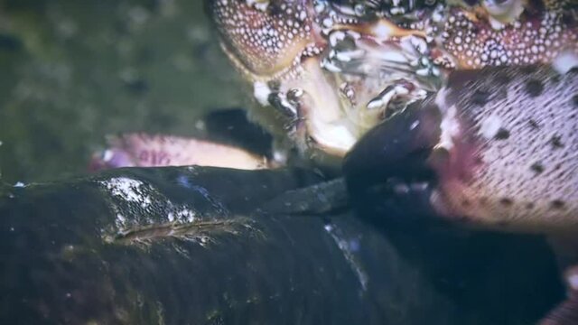 Warty crab or Yellow shore crab (Eriphia verrucosa) eats dead fish, close-up.