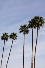 Fototapeta premium Palm trees in Downtown Palm Springs