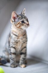 Beautiful young gray tabby kitten in the studio on a light background.