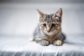 Fototapeta na wymiar Beautiful young gray tabby kitten in the studio on a light background.