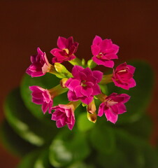 Russia. Kalanchoe blossom. This flower is very popular not only for its decorative and unpretentious nature, but also for its medicinal properties.