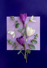 Violet and white crocuses, snowdrops with green eucalyptus leaves and branches on a violet paper card and dark blue paper background. Top view, flat lay
