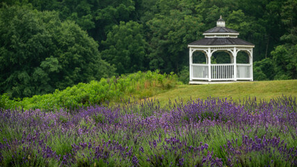 Lavender Gazebo