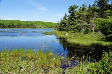 Fototapeta na wymiar Pond in Acadia National Park in Maine USA